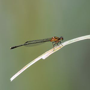 Orange Threadtail