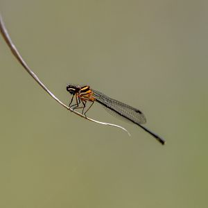 Orange Threadtail