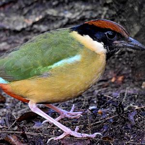 Noisy Pitta