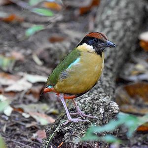 Noisy Pitta