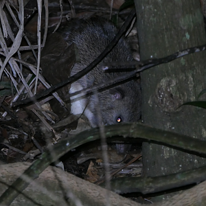 Queensland Barred Bandicoot