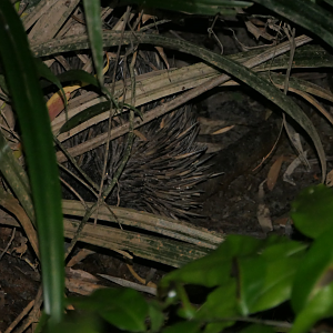 Echidna