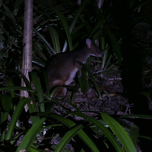 Red-legged Pademelon