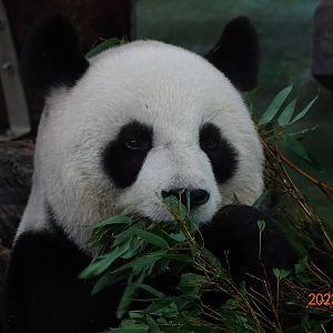 Giant Panda (Ailuropoda melanoleuca)