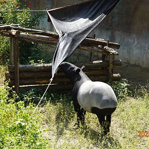 Malayan Tapir (Tapirus indicus)