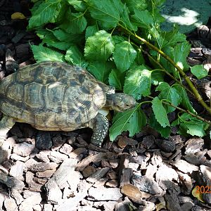 Burmese Star Tortoise (Geochelone platynota)