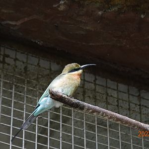 Blue-tailed Bee-eater (Merops philippinus)