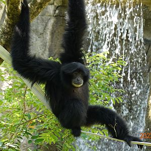 Siamang (Symphalangus syndactylus)