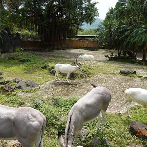 Addax (Addax nasomaculatus) and Somali Wild Ass (Equus africanus somaliensis)