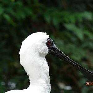 Black-faced Spoonbill (Platalea minor)