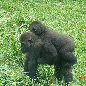 Western Lowland Gorilla (Gorilla gorilla gorilla)