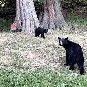 Black Bears in Backyard