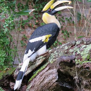 Great Hornbill