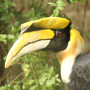 Great Hornbill