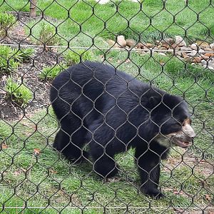 Andean (Spectacled) Bear