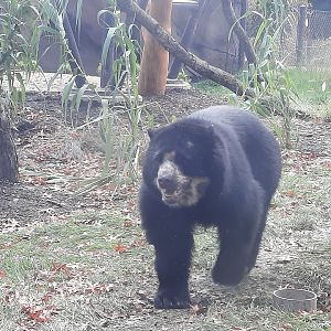 Andean (Spectacled) Bear