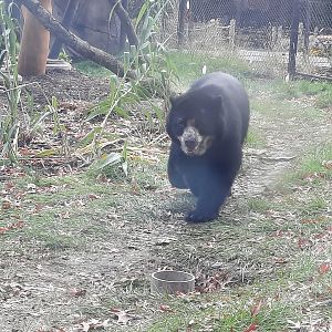 Andean (Spectacled) Bear