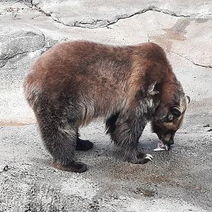 Grizzly Bear vs. Fish