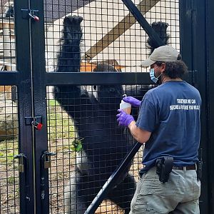 Gorilla Care Session 1