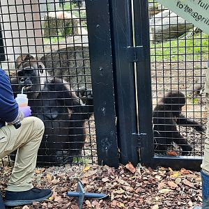 Gorilla Care Session 2