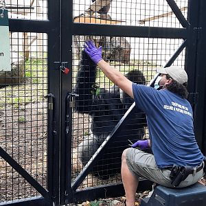 Gorilla Care Session 3