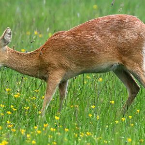 Chinese water deer; Whipsnade; 30th May 2023