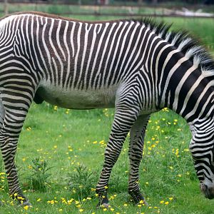 Grevy's zebra; Whipsnade; 30th May 2023