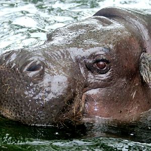 Pigmy hippopotamus; London Zoo; 21st May 2023