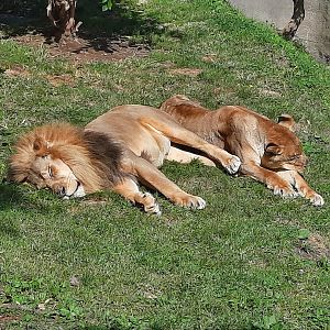 Sunbathing African Lions