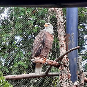 Bald Eagle