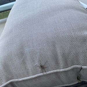 Spider ID - Wild