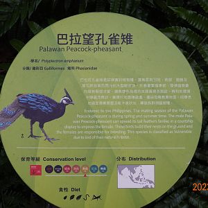 The sign of Palawan Peacock-pheasant (Polyplectron napoleonis)