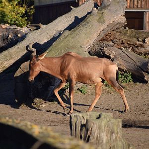 Cape hartebeest