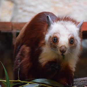 Red and white giant flying squirrel