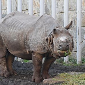 Greater one-horned rhinoceros
