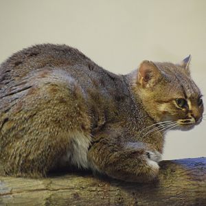 Sri Lankan rusty-spotted cat