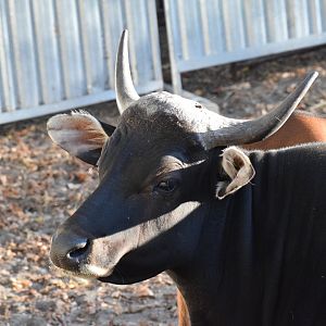 Javan banteng