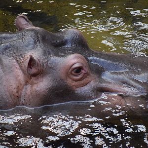 Common hippopotamus