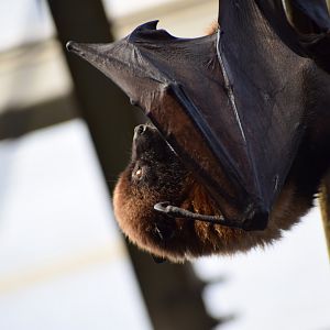 Malagasy flying fox