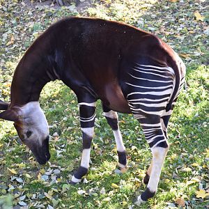 Okapi