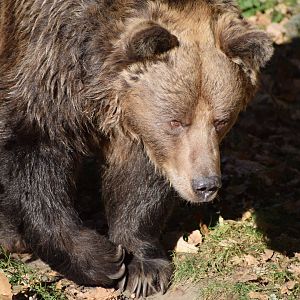 European brown bear