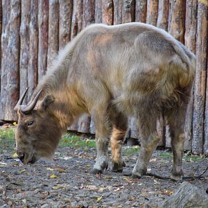 Golden takin