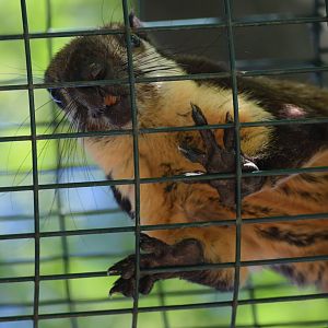 Javan black giant squirrel
