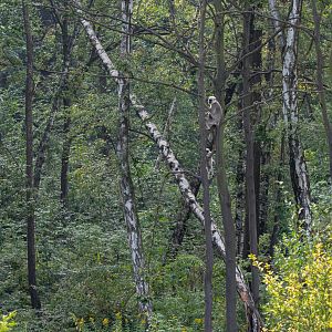 Grey langur (Semnopithecus entellus)