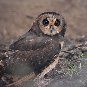 Marsh owl (Asio capensis)