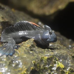 Ogasawara leaping blenny (Alticus orientalis)