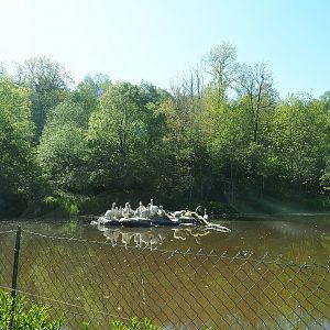 Dalmatian pelican exhibit, 2023-05-19
