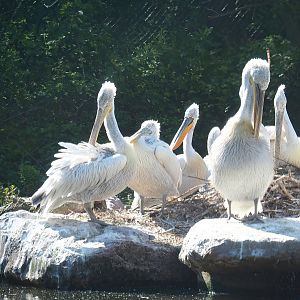 Dalmatian pelicans (Pelecanus crispus), 2023-05-19