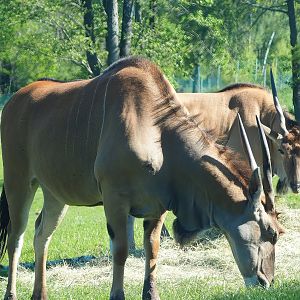 Common eland (Tragelaphus oryx), 2023-05-19
