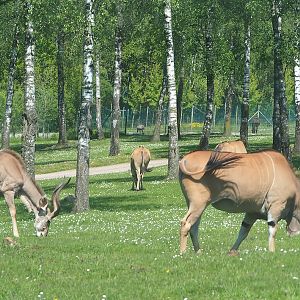 Greater kudu (Tragelaphus strepsiceros) and Common eland (Tragelaphus oryx), 2023-05-19